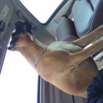 Profile Picture of Rex Blair (@rexkingblair) on Instagram