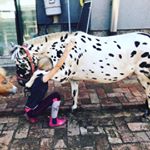 Profile Picture of Szabó Lea (@wili_winnetou_oldal) on Instagram