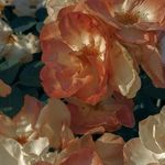 Gretta Smith - Instagram Profile Picture of Gretta Smith (@grimmforever_) on Instagram