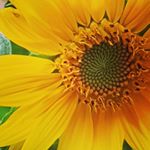 Profile Picture of Rosenstrauch (@rosenstrauchxkhx81xwx) on Instagram