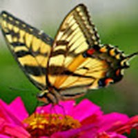 Sherrie Tripp - Quora Profile Picture of Sherrie Tripp (@sherrie-tripp) on Quora