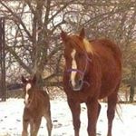 Profile Picture of Sue Koch (@sue.koch.33) on Instagram