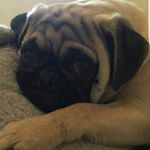 Rupert Alexander - Instagram Profile Picture of Rupert Alexander (@rupert_the_majestic_pug) on Instagram