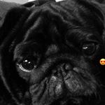 Profile Picture of Edgar Buck (@edgarbuck_the_pug) on Instagram