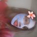 Profile Picture of Alison Harsh (@zoey.collin.1) on Facebook