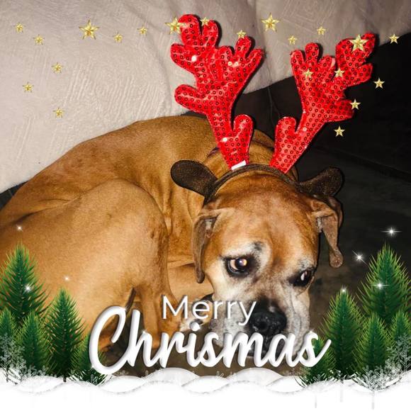 Profile Picture of Kerrie Cosella roche (@kerrie10) on Poshmark