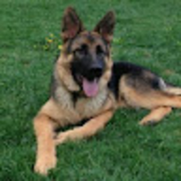 Profile Picture of Daniela Marino (@danielamarin512) on Poshmark