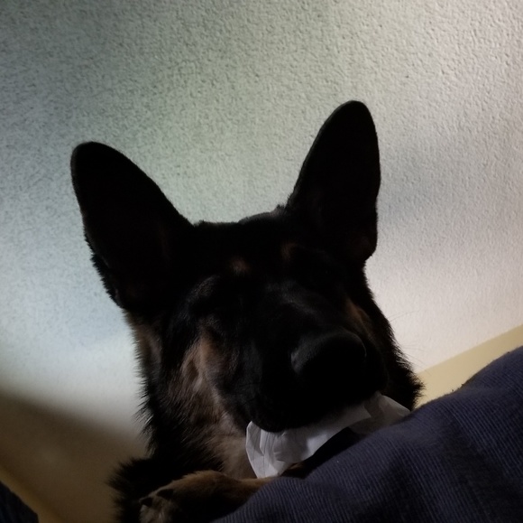 Laura Gentilucci - Poshmark Profile Picture of Laura Gentilucci (@_lppl290) on Poshmark