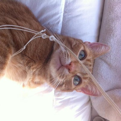 Profile Picture of Ravens (@ErikCarlson03) on Twitter