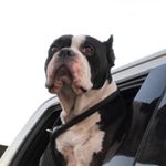 Profile Picture of Joshua Pelton (@phoenixpelton) on Instagram