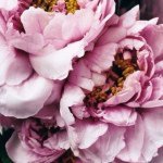 Profile Picture of Linette Anthony (@linetteycanpy) on Instagram