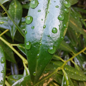 Profile Picture of Joseph Gusbar (@josephgusbar129) on Youtube