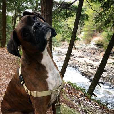 Profile Picture of David Haenel (@david_haenel) on Twitter