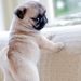 Profile Picture of Eleanor Mcdermott (@pugpoopoo) on Pinterest