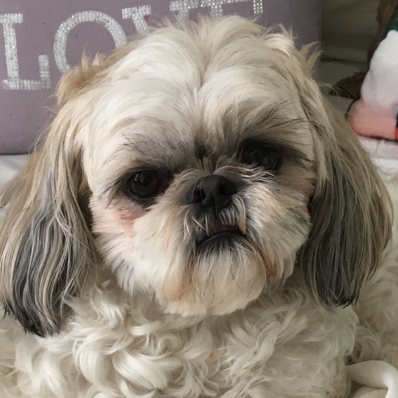 Profile Picture of Sofia Barrera (@alesofia135) on Poshmark