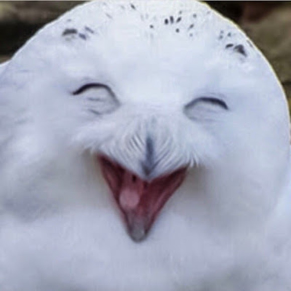 Profile Picture of Tom Xu (@tomhsu1997) on Poshmark