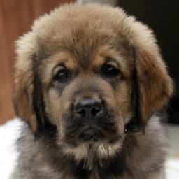 Profile Photo of Mary Holzer (@tibetanmastiff4) on Twitter