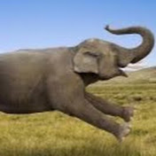 Profile Picture of Dawn Ross (@mamamigajori61) on Youtube