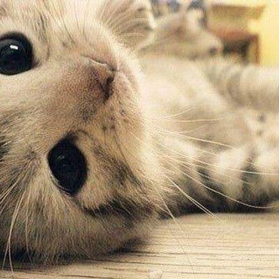 Profile Picture of Julia Perales (@Centro_Animal) on Twitter