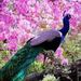 Profile Picture of Nevin Varghese (@nevinbv) on Pinterest