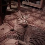 Profile Picture of Richard Vavra (@risanekvavra52) on Instagram