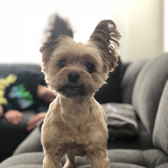 Profile Picture of Andrew Magdaleno (@nelsonmark12) on Poshmark