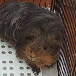 Profile Picture of Brian Goh (@brian.goh.xp) on Instagram