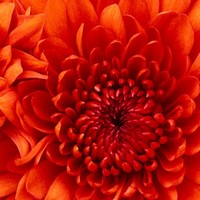 Sonia Falcon - Quora Profile Picture of Sonia Falcon (@sonia-falcon-3) on Quora