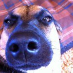 Profile Picture of Joe (@joeweasel) on Instagram