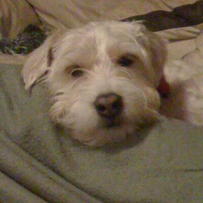 Profile Picture of Peter John Heller (@hellspawn79) on Twitter