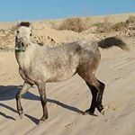 Profile Picture of اســـب ســــواران گِــــراش (@mahoor2172) on Instagram