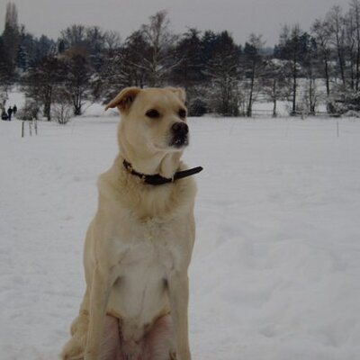 Profile Picture of Ron Grimes (@Lad61) on Twitter