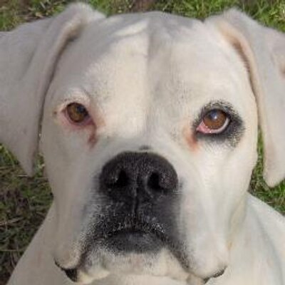 Profile Picture of Perra De Paula (@perradepaula) on Twitter