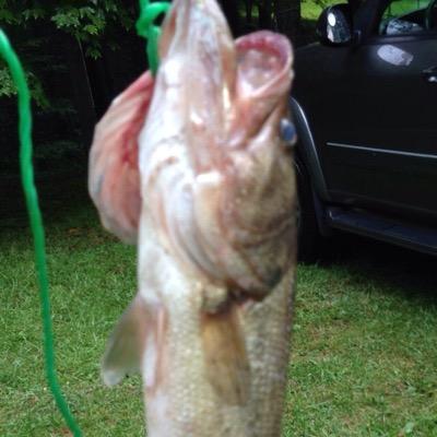 Profile Picture of James Mikhail (@madden_mob) on Twitter