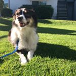 Profile Picture of Tobias Andrews (@tobias_the_mini_aussie) on Instagram
