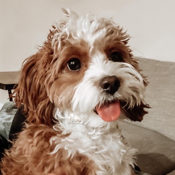 Profile Picture of Emily Alvarez (@emilyalvarez840) on Poshmark