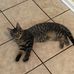 Profile Picture of Finding Purry (@finding.purry) on Facebook