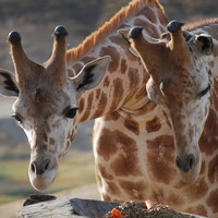 Profile Picture of Stacey Finnerty (@stacey-finnerty) on Quora