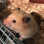 Profile Picture of Peanut Lynn Swallows (@peanut_swallows) on Instagram