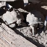 Profile Picture of Aurora Andrews (@aurorapurp) on Instagram