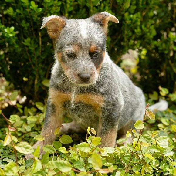 Profile Picture of Chris Cadger (@chriscadger) on Poshmark