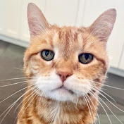 Profile Picture of Jian Xing (@jianxing-s4s) on Youtube