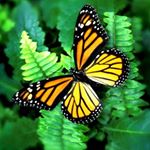 Profile Picture of Jodi Shultz Loverin (@tribal2010) on Instagram