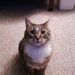Profile Picture of Daniel Matteotti (@danielmatteotti) on Pinterest