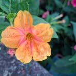 Profile Picture of Lucy Eleanor (@Lucy-Eleanor) on Facebook