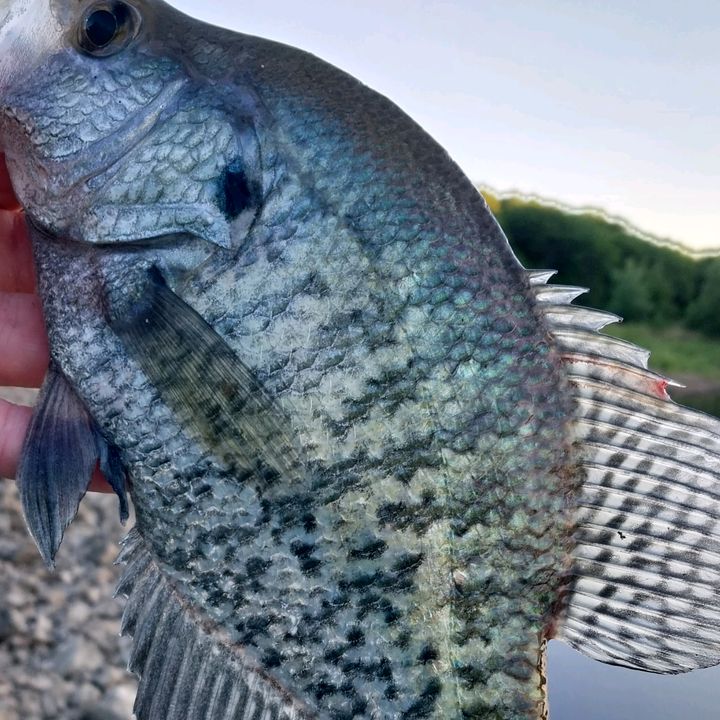 Profile Picture of John Halverson (@@johnhalverson0) on Tiktok