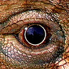 Profile Picture of Peter Batchelor (@An Eye Out for Nature's Gems) on Flickr