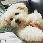 Profile Picture of Tommy Coton (@tommycoton) on Instagram