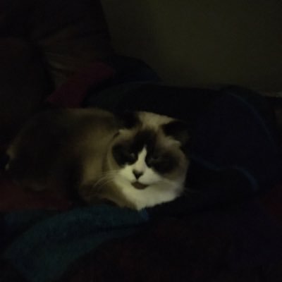 Profile Picture of Dave Sandon (@GravyBails) on Twitter