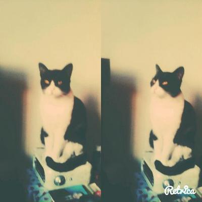 Profile Picture of Ronald Velez (@ronaldmillitos) on Twitter